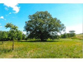 21.868+/- Acres. 
Per the owner, there are 290 walnut trees that are approximately 10 years old.
The Little Monon Creek runs through this property.

There is a cemetery on this property and they have ingress and egress access to the property. - Recreatonal & Investment & Possible Building Site